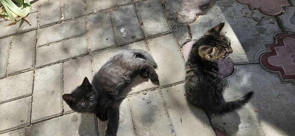Отдам котят к лотку приучены