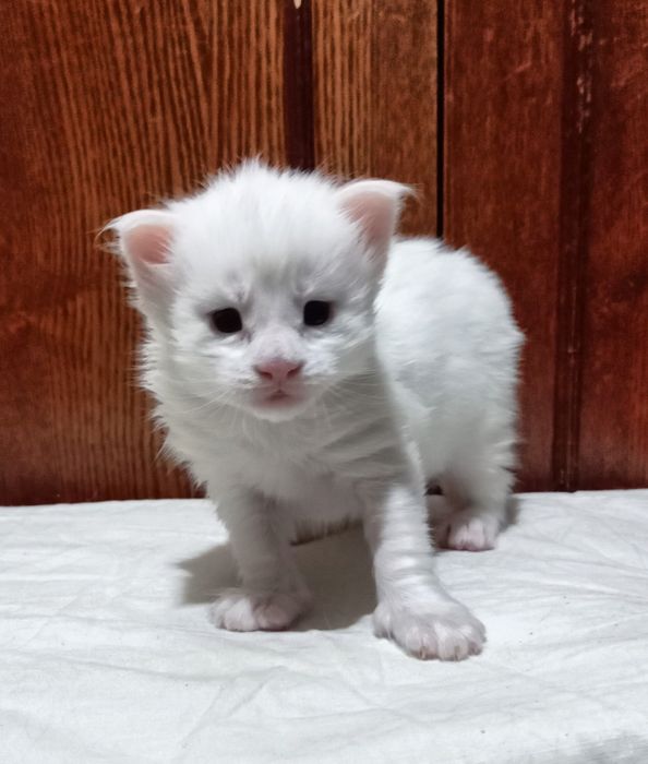 Котята породы Мейн Кун