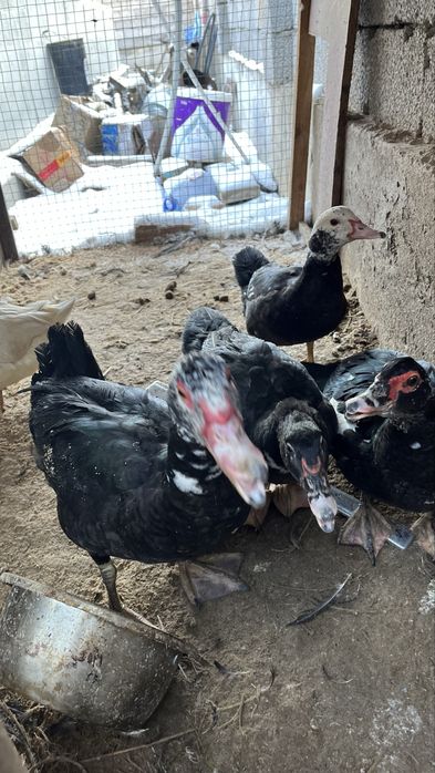 Индаутка 5000 уйректер семыз