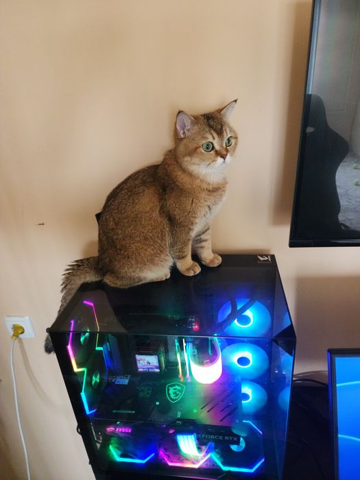 Вязка Vyazka Britanskiy shinshilla Toza qon