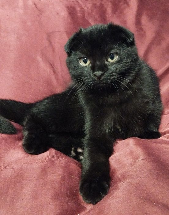 Ищет новый дом котятя!