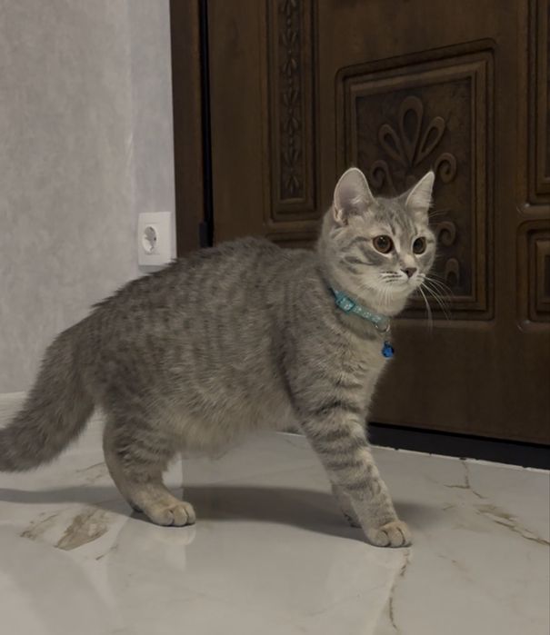 Продаётся прямоухая короткошерстная девочка