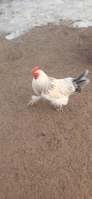 Продам молодых петухов