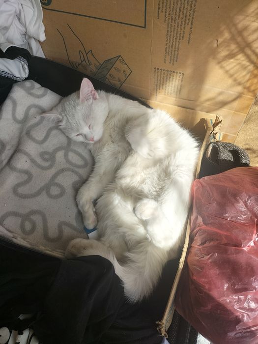 Отдам кошечку в добрые руки