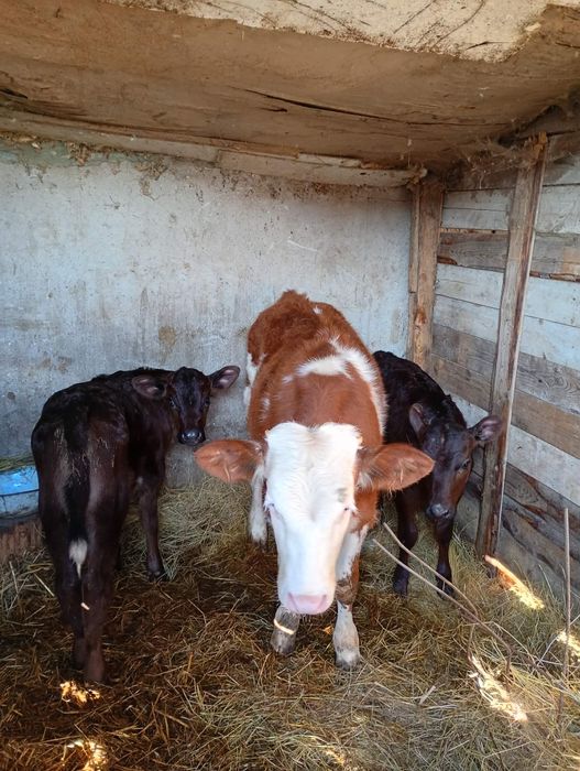 Vițel baltat de vanzare