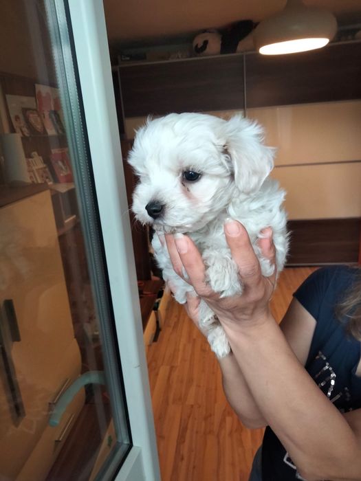 Bichon maltez baietel
