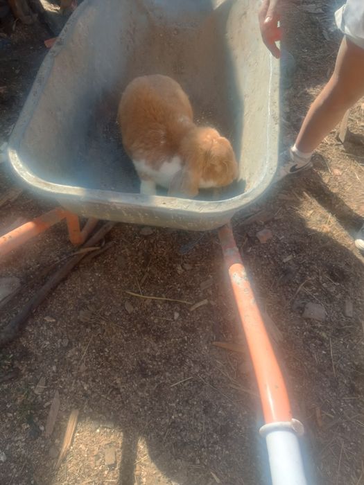 Vând 3 iepuri mai mult detalii la tel