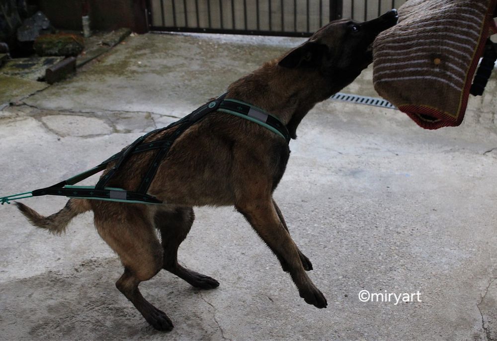 ciobanesc belgian malinois