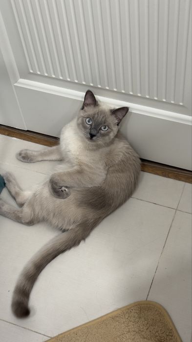 Отдам кота в хорошие руки