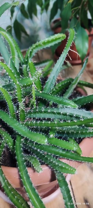 Продам растение драконьего плода