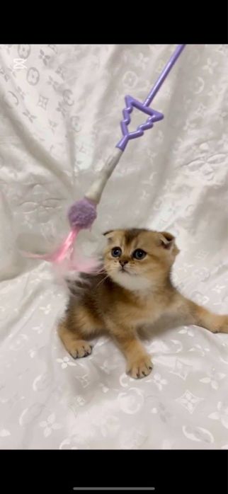 Scottish Fold & Scottish Straight Golden