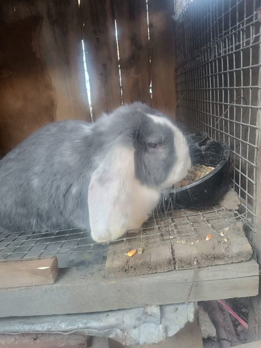 Серо-белый кролик