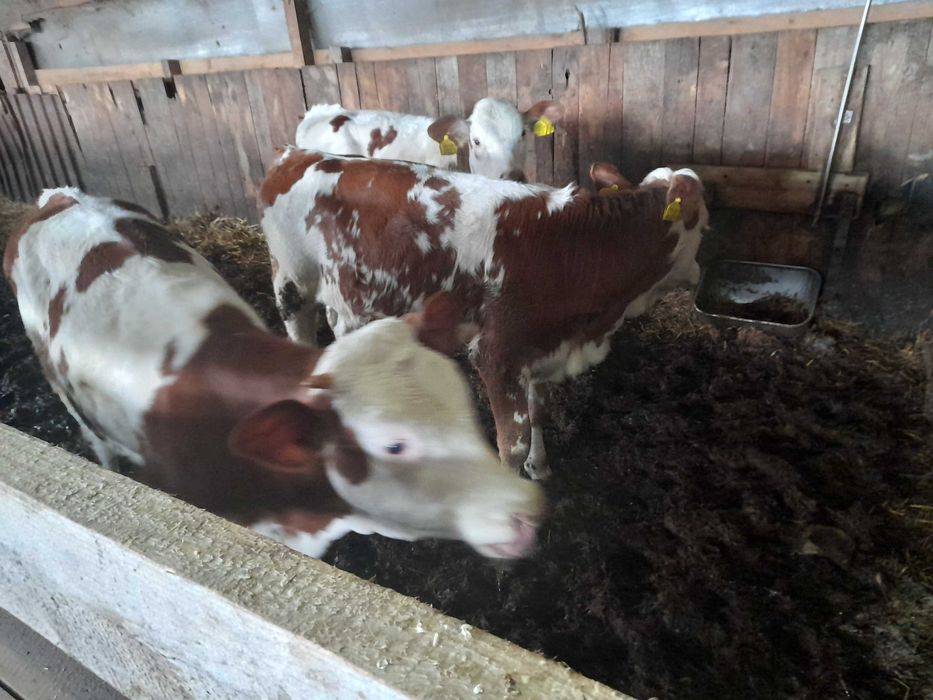 Vănd juninci baltate de tinut