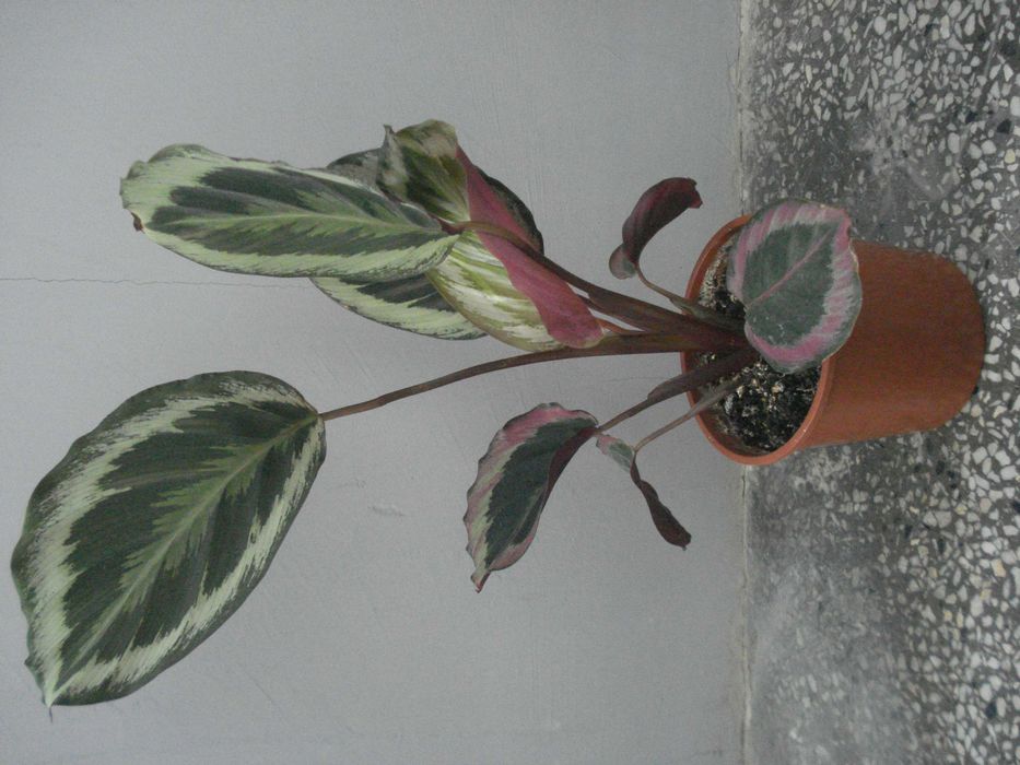 Традесканция, Сансевиера, Кактус, Калатея Розеопикта