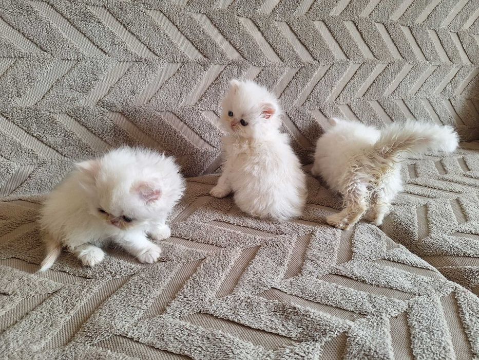 Персийски котенца