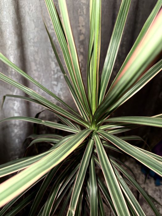 Драцена камнатная 5000 т