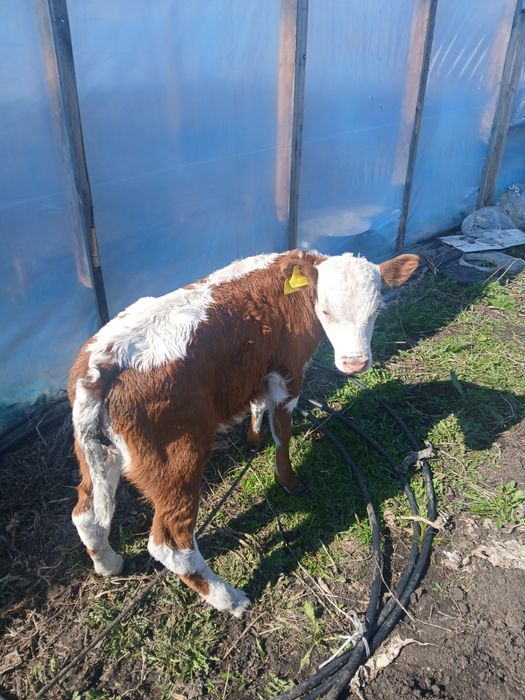 Телёнка 2 месяцев бұзау