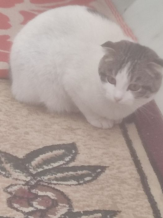 Мушук шиншилла серийный