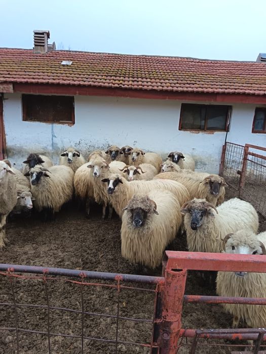 Vand 20 mioare bine ingrijite