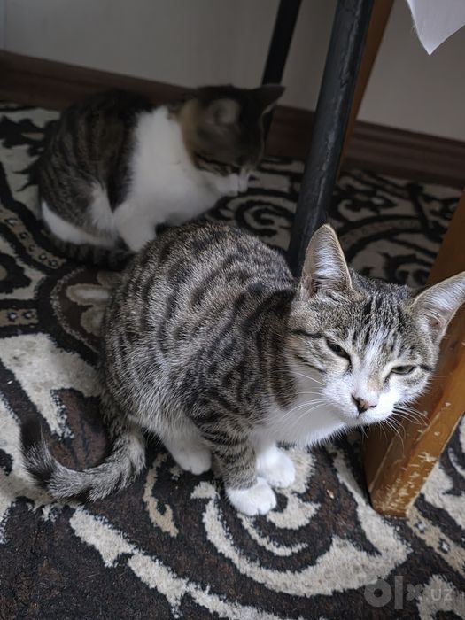 Отдам котят в добрые руки.