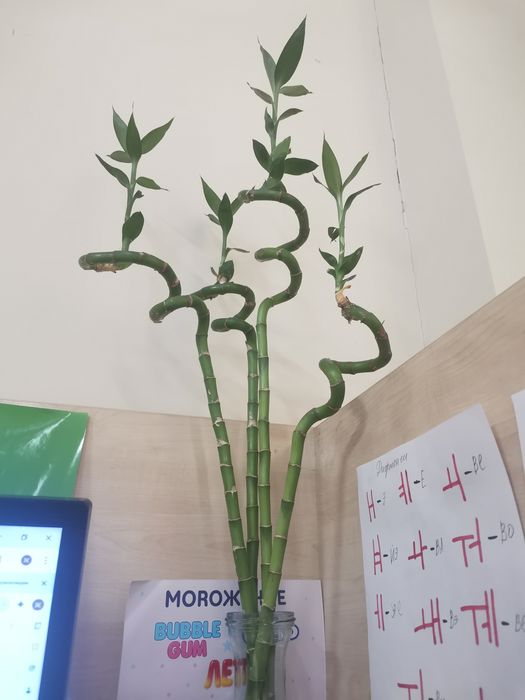 Бамбук драцена сандера