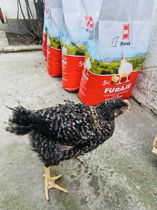 Pui de rasa mixta si de carne