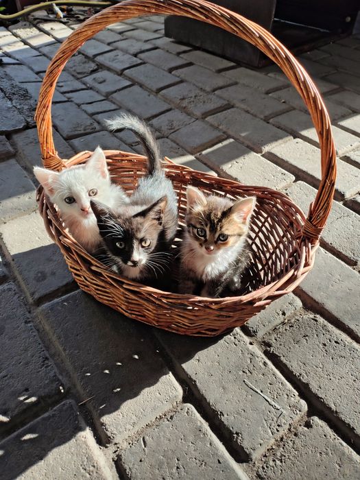 Адам кому хорошие котят