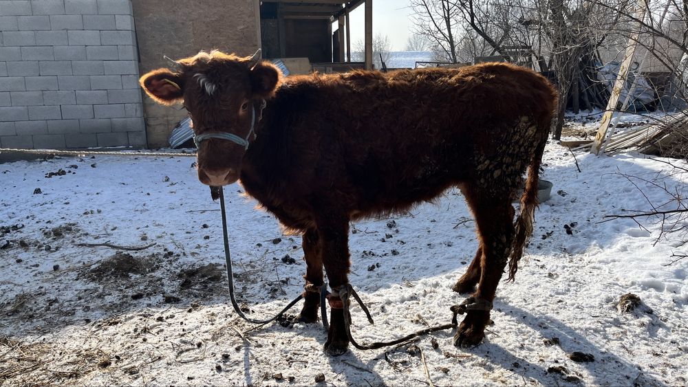 Соғымға тайынша сатылады