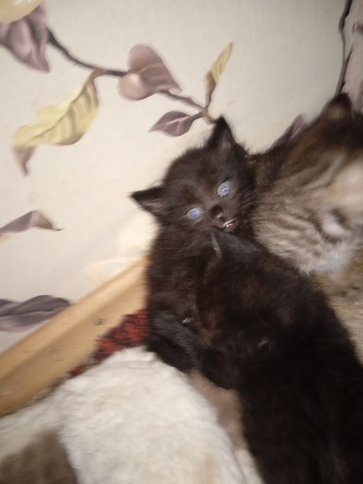 Отдам котят даром