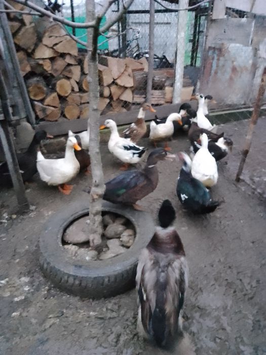 Rate outoare românești