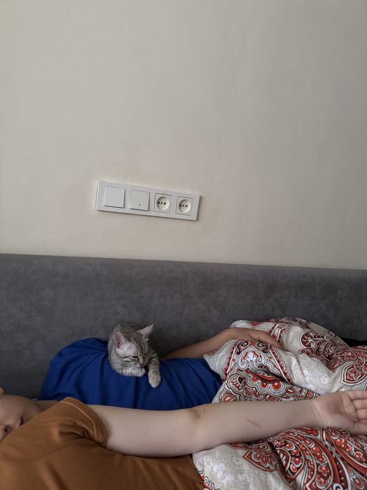 Бенгальская метиска