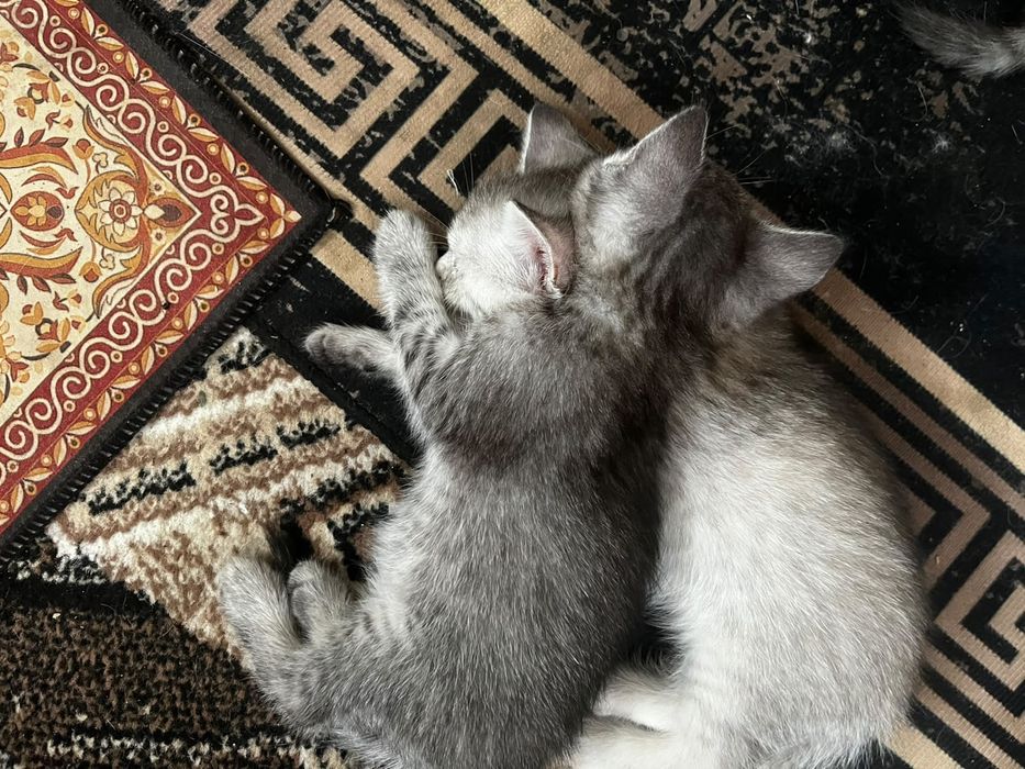 Отдам котят в добрые руки