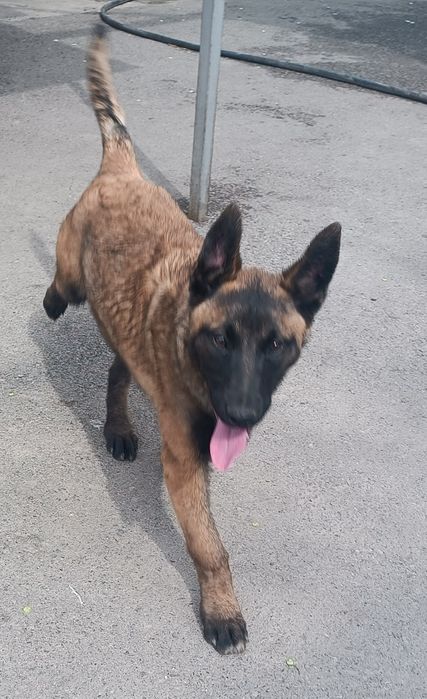 Щенки Бельгиской овчарки МАЛИНУА