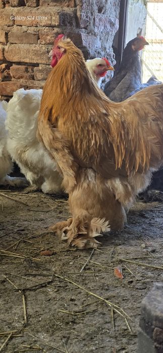 Cocos cochinchina urias