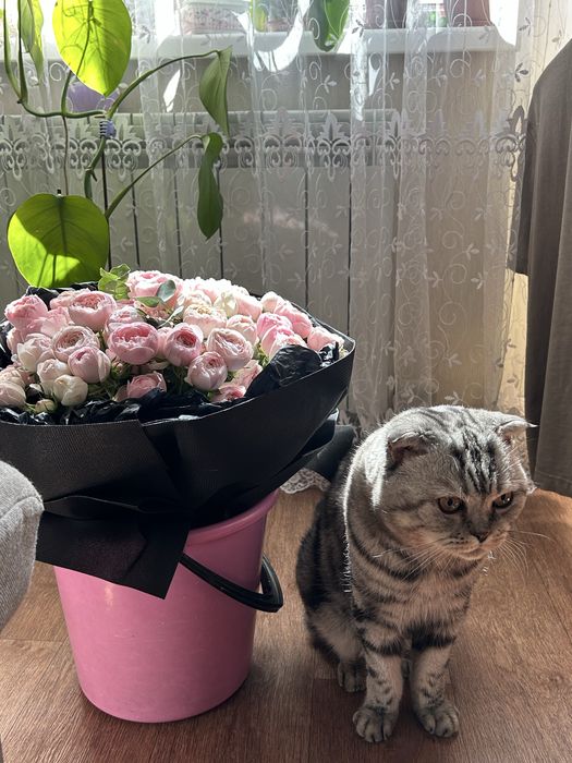 Вязка кот ищем девочку