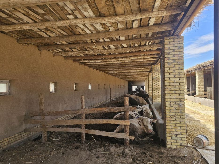 Мол боқиш учун 200 бош мола мўлжалланган ферма ижара