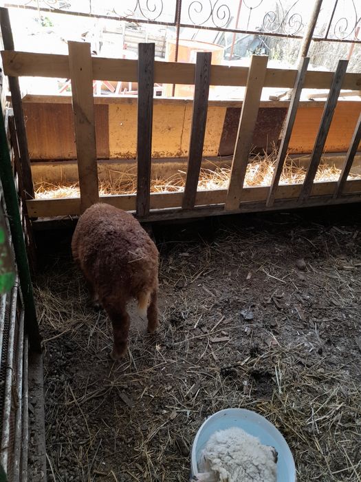 Срочно қой және қозы сатамын