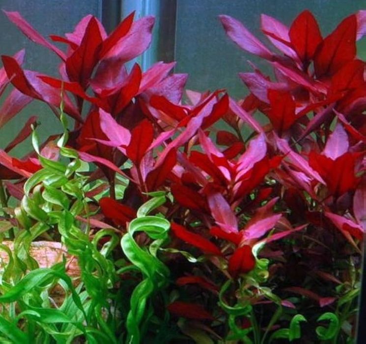 Lot plante de acvariu roșii