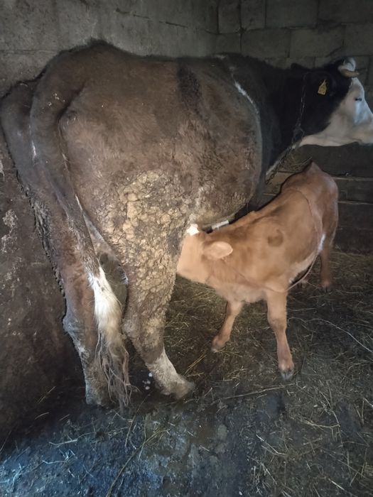 Vind 2 vaci cu vutei