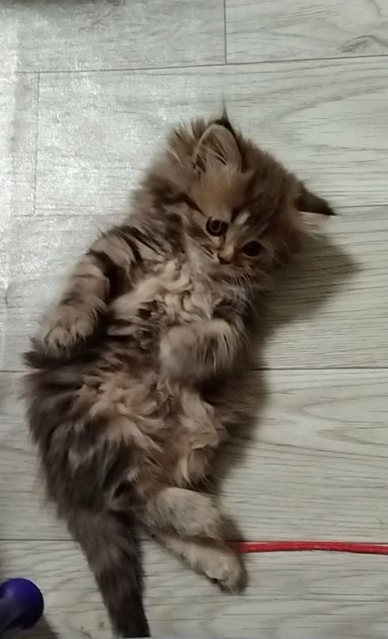 Шикарная девочка. Хайленд страйт.