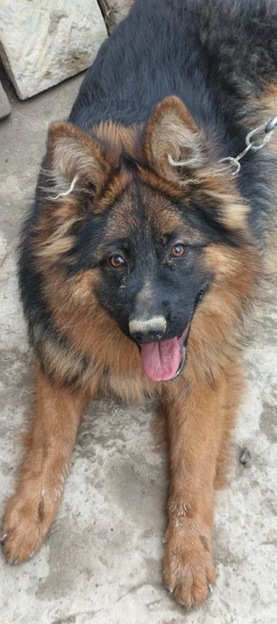 ИТ сотилади немецкая овчарка