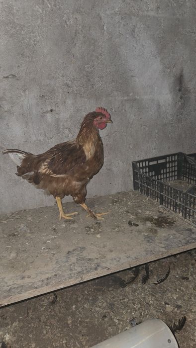 Продаются петухи