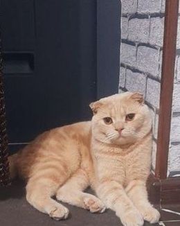 Шотландский вислоухий (Scottish Fold)