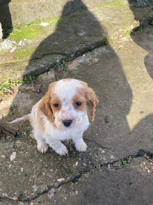 Продават се кокерчета