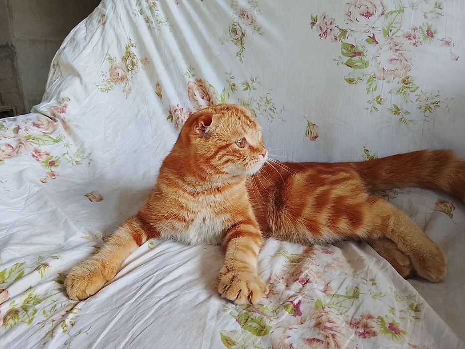 Shotland osmaloq (Scottish Fold)