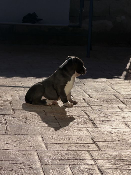American bully disponibil