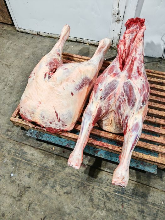 Оптом мясо говядины конины баранина