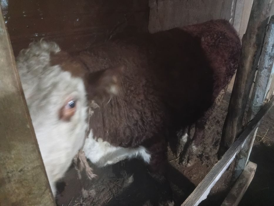 Бычки телочки  откормленые