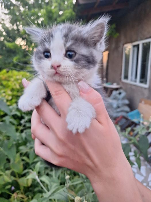 Отдаём котят в добрые руки