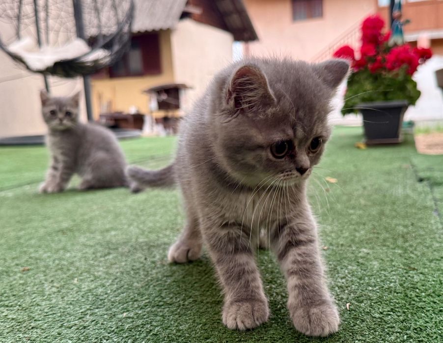 Pui British Shorthair – Mascul și Femelă (3 luni, Vaccinați, Educați)